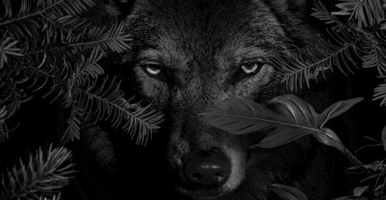 Wolf Brothers
